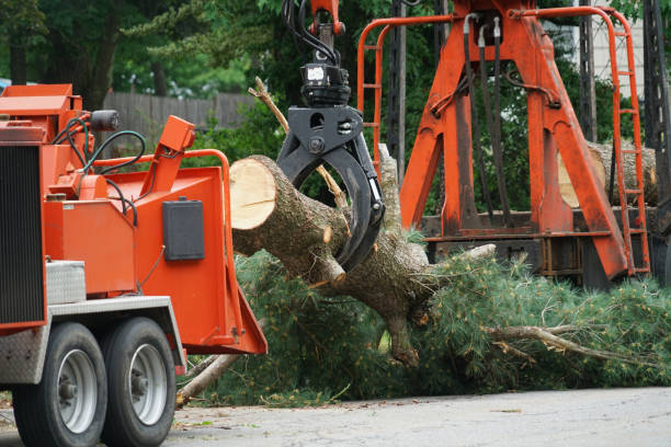 Best Tree and Shrub Care  in Hewlett, NY