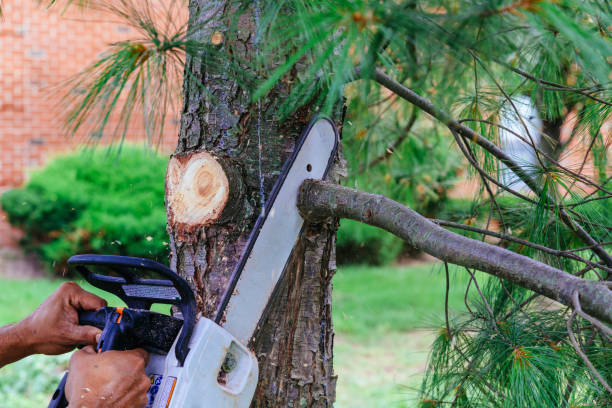 Best Tree Maintenance Programs  in Hewlett, NY